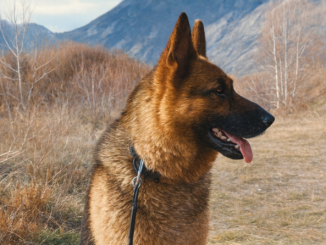 Pas sa činom majora